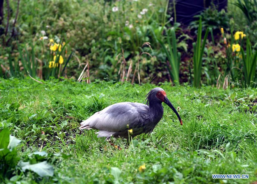 JAPAN-SADO ISLAND-CRESTED IBISES-FEATURE