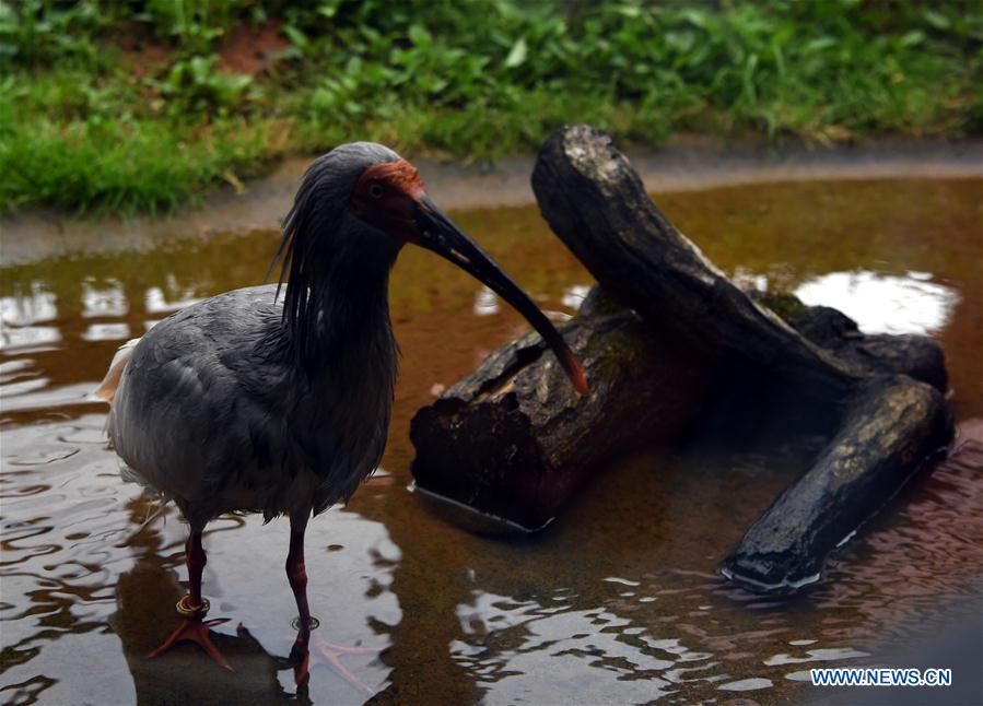 JAPAN-SADO ISLAND-CRESTED IBISES-FEATURE