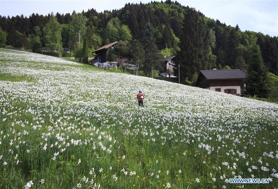 SWITZERLAND-MONTREUX-NARCISSI-BLOOM