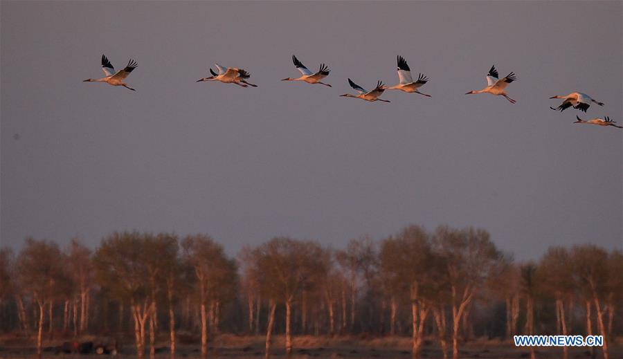 CHINA-JILIN-CRANE-MIGRATION (CN)