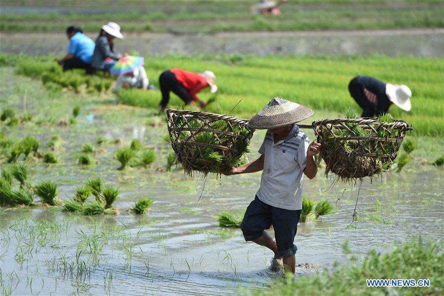 #CHINA-GUIZHOU-ZUNYI-FARM (CN)