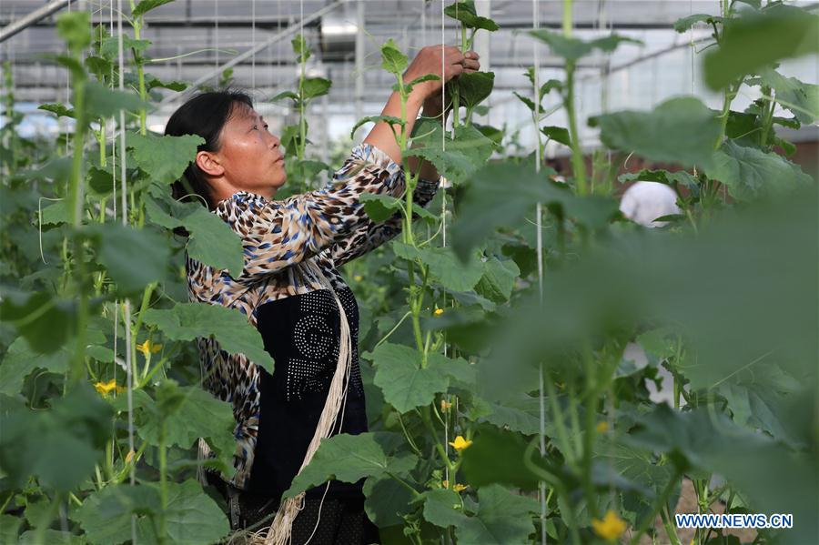 CHINA-GUIZHOU-FARM WORK (CN)