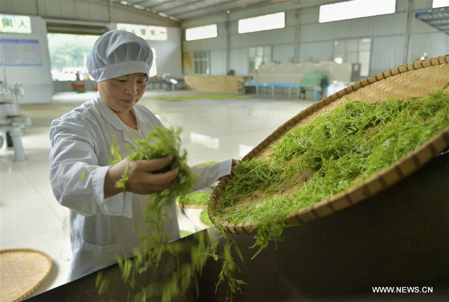 #CHINA-HUBEI-VINE TEA (CN)