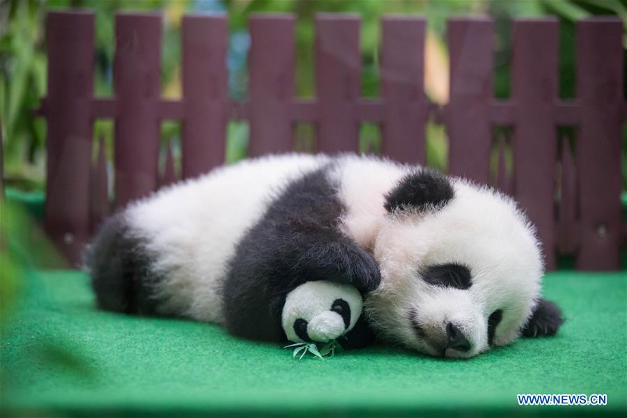 MALAYSIA-KUALA LUMPUR-CHINA-GIANT PANDA CUB-DEBUT