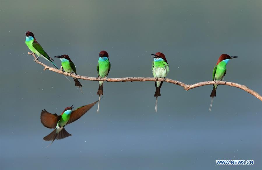 CHINA-FUJIAN-ENVIRONMENT-WILD BIRD (CN)