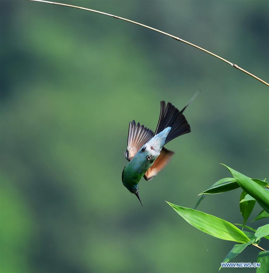 CHINA-FUJIAN-ENVIRONMENT-WILD BIRD (CN)