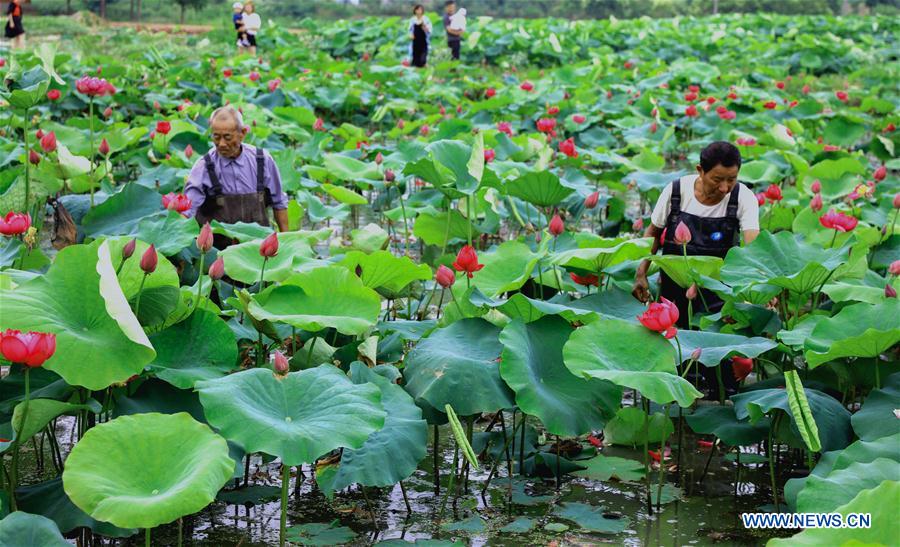 CHINA-ZHEJIANG-LOTUS-FLOWER INDUSTRY (CN)