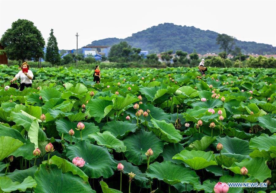 CHINA-ZHEJIANG-LOTUS-FLOWER INDUSTRY (CN)