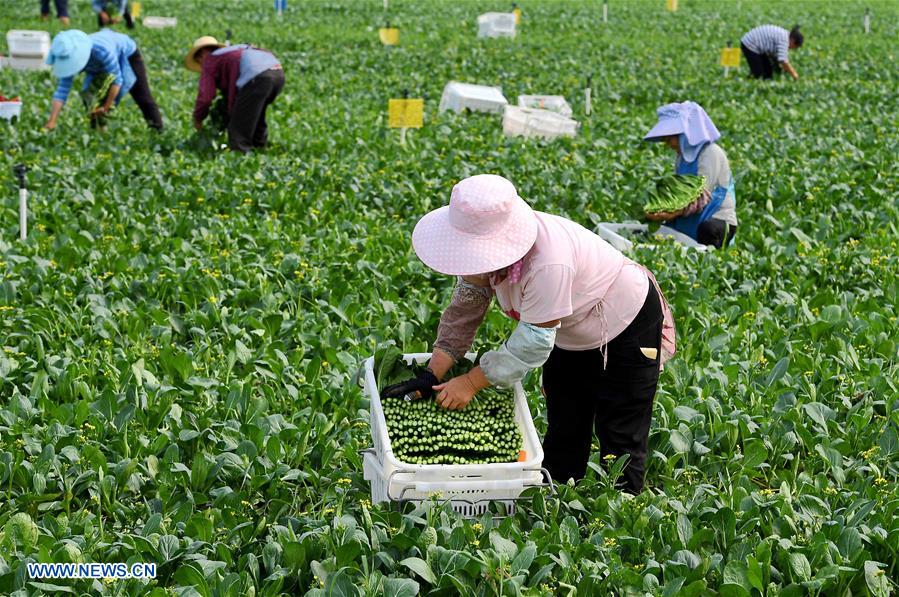 CHINA-HENAN-XIHUA-VEGETABLE-HARVEST (CN)