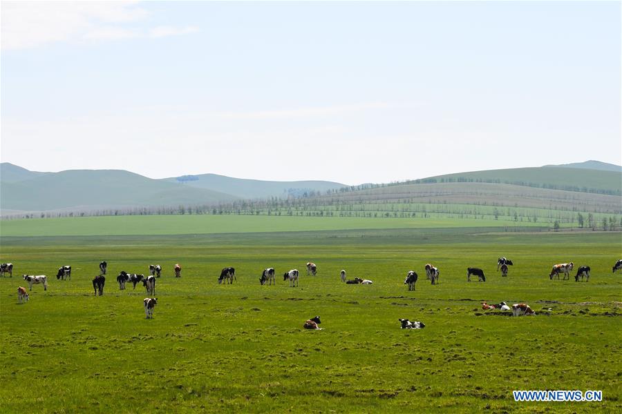 CHINA-INNER MONGOLIA-HULUNBUIR GRASSLAND-NATURE (CN)