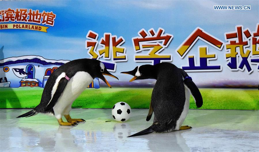 CHINA-HEILONGJIANG-PENGUINS-FOOTBALL GAME (CN)