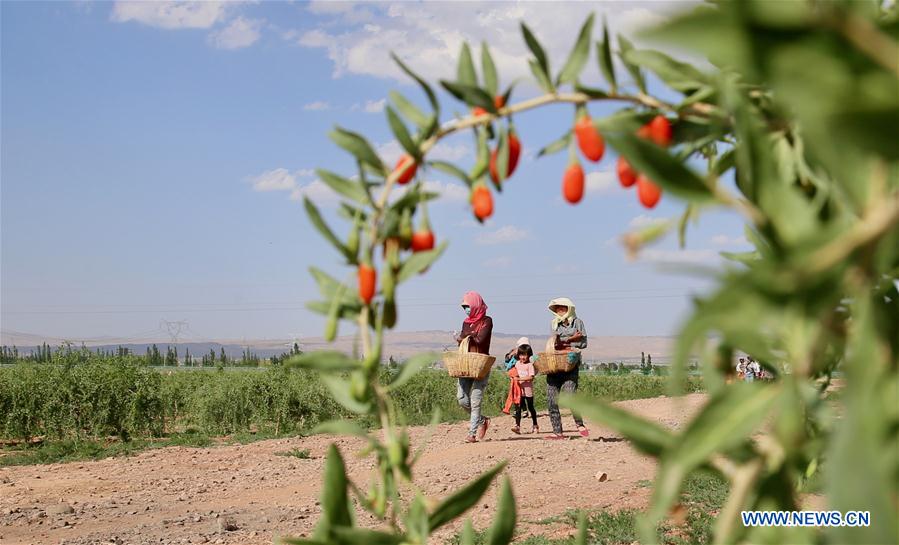 CHINA-NINGXIA-WOLFBERRY INDUSTRY-POVERTY ALLEVIATION (CN)