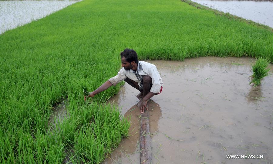 INDIAN-CONTROLLED KASHMIR-RICE SAPLINGS-PLANTING