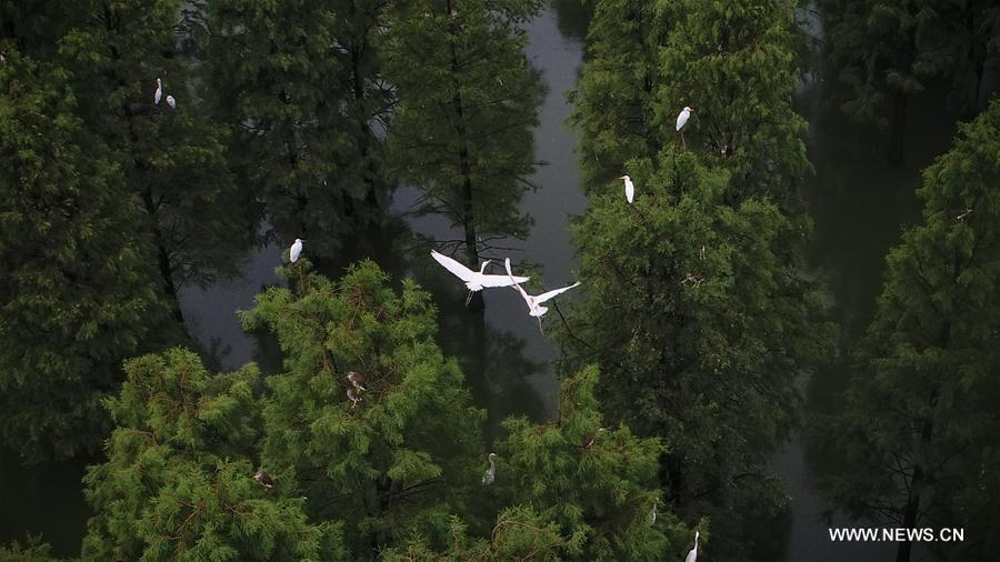 CHINA-ANHUI-EGRETS(CN)