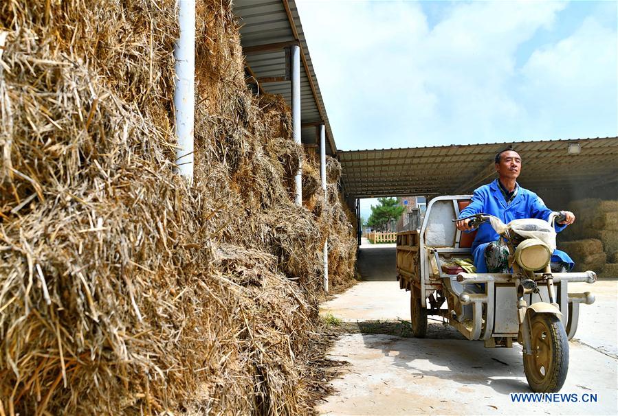 CHINA-SHANXI-YANGQU-ALPACA BREEDING-POVERTY ALLEVIATION (CN)