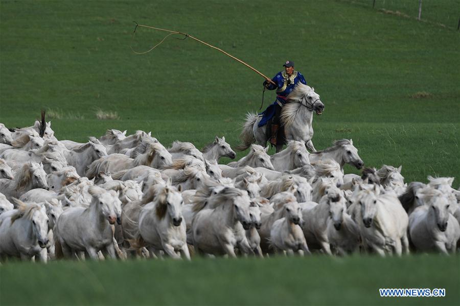 CHINA-INNER MONGOLIA-XILIN GOL-HORSE-SCENERY (CN)