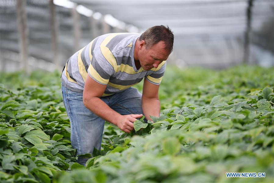 U.S.-WISCONSIN-GINSENG-TRADE-FARM