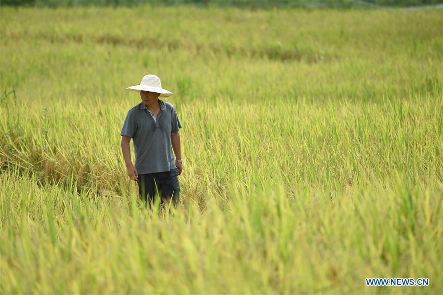 #CHINA-GUIZHOU-YUQING-FARMER-CHEN GANG (CN)