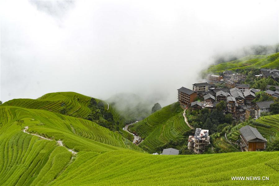 #CHINA-GUANGXI-TERRACED FIELDS-AUTUMN SCENERY (CN)