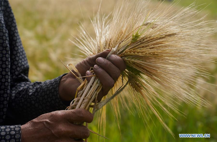 CHINA-TIBET-AGRICULTURE-HARVEST (CN)