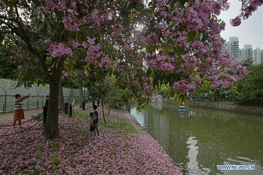 SINGAPORE-TRUMPET TREE-BLOSSOM