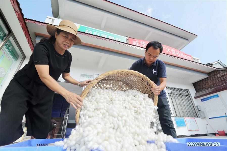 #CHINA-GUANGXI-SILKWORM (CN)