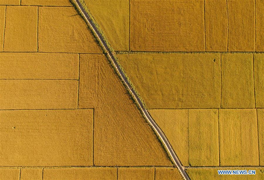 CHINA-JILIN-RICE-HARVEST (CN)