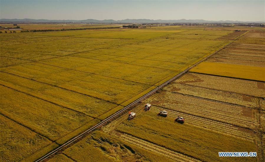 CHINA-JILIN-RICE-HARVEST (CN)