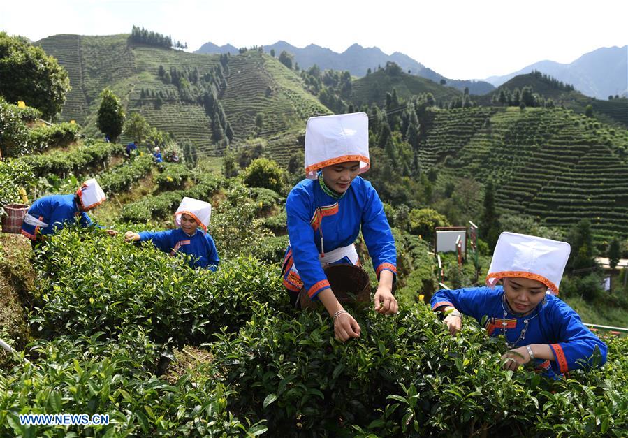 CHINA-GUANGXI-TEA-HARVEST (CN)