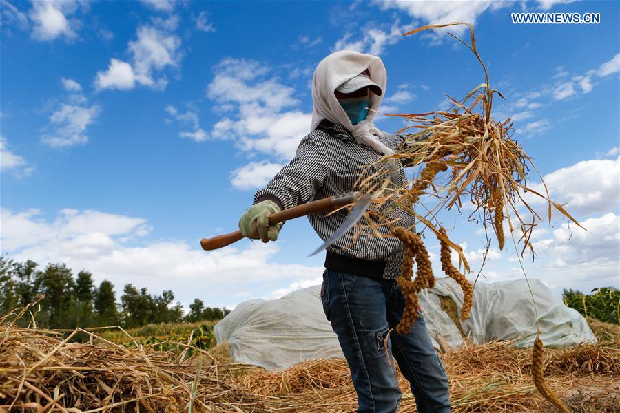 CHINA-AGRICULTURE-HARVEST (CN)