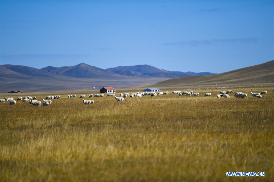 CHINA-INNER MONGOLIA-ULGAI GRASSLAND-SCENERY(CN)