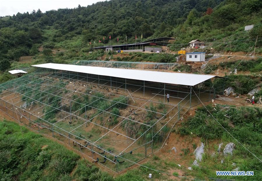 CHINA-JIANGXI-YICHUN-PEACOCK BREEDING (CN)