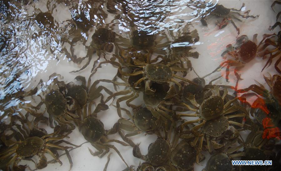 CHINA-JIANGSU-KUNSHAN-HAIRY CRAB CULTIVATOR (CN)