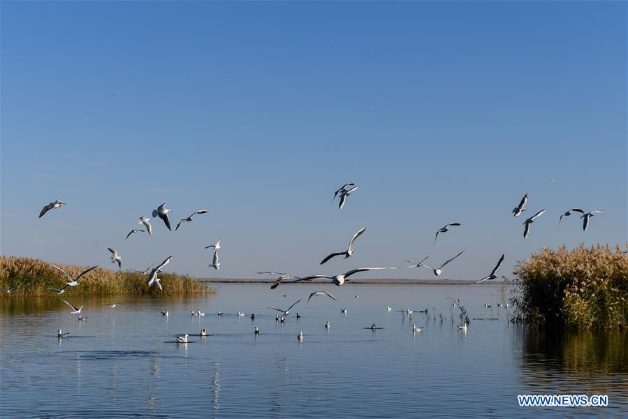 CHINA-INNER MONGOLIA-JUYAN LAKE-SCENERY(CN)