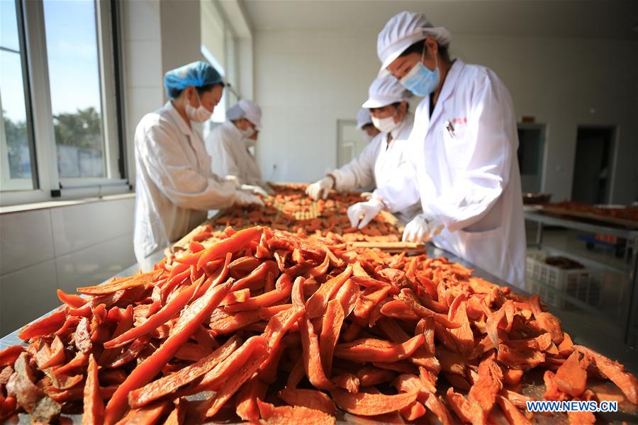 #CHINA-HEBEI-SWEET POTATO-PROCESSING (CN)