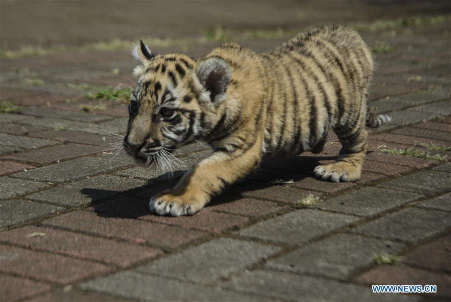 INDONESIA-BANDUNG-BENGAL TIGER-CUB