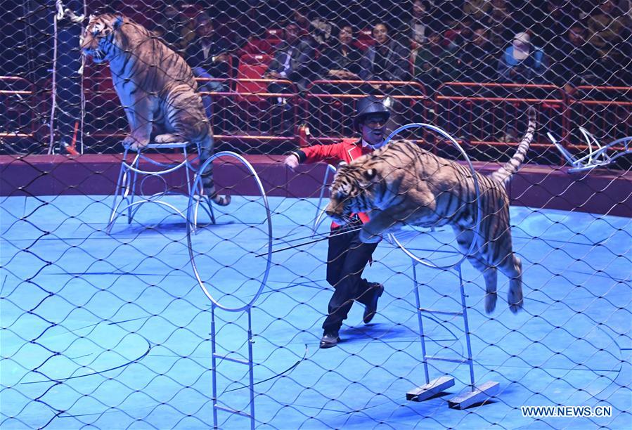 CHINA-HENAN-ACROBATICS (CN)