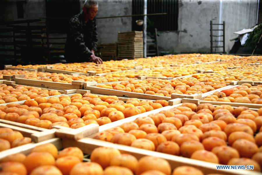 #CHINA-GUANGXI-PERSIMMON-HARVEST (CN)