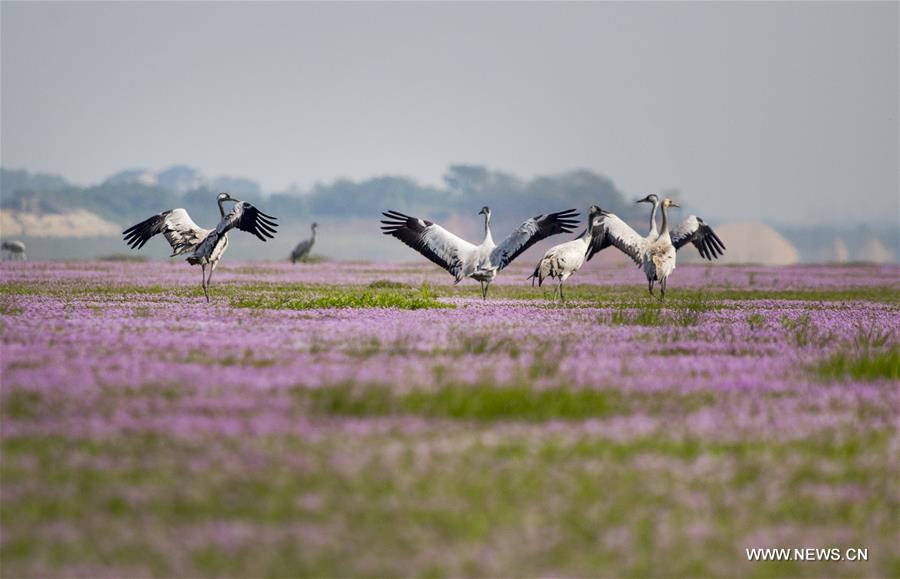 CHINA-JIANGXI-POYANG LAKE-MIGRATORY BIRDS (CN)