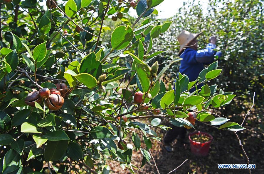 CHINA-JIANGXI-FRUIT-HARVEST (CN)