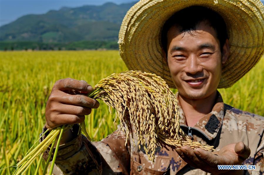 CHINA-FUJIAN-WUYISHAN-RICE-HARVEST (CN)