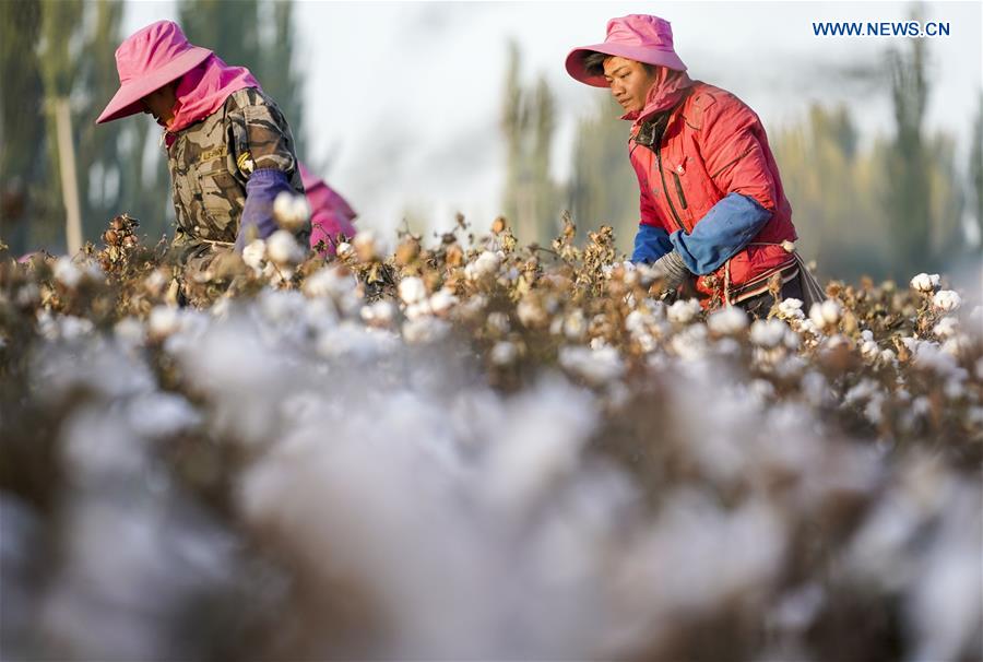 CHINA-XINJIANG-URUMQI-COTTON SEASON(CN)