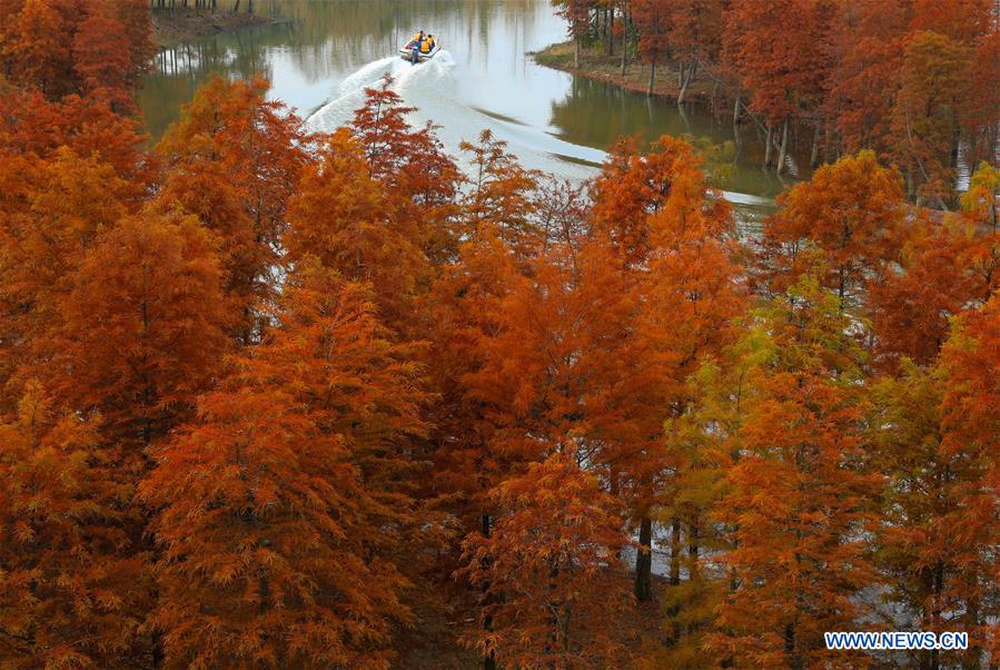 #CHINA-JIANGSU-REDWOOD-SCENERY (CN) 