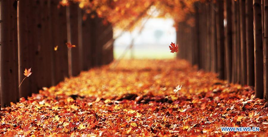 #CHINA-SHANDONG-AUTUMN-MAPLE LEAVES-SCENERY (CN)