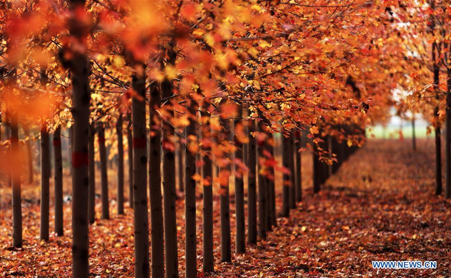 #CHINA-SHANDONG-AUTUMN-MAPLE LEAVES-SCENERY (CN)