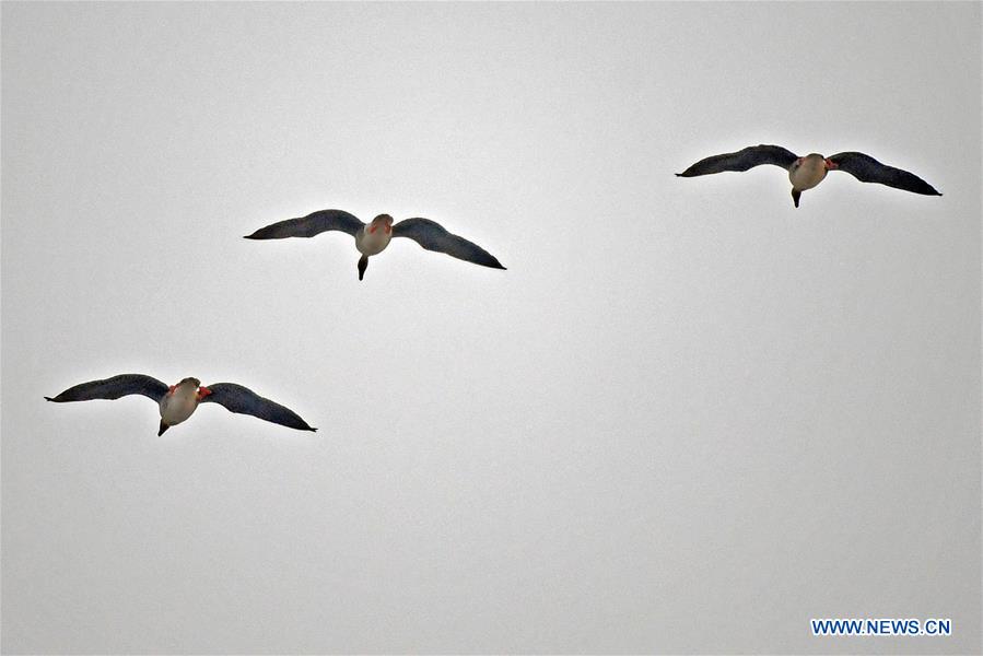 CHINA-LIAONING-WOLONG LAKE-BIRDS (CN)