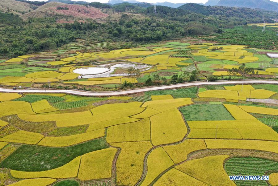 CHINA-GUANGXI-RICE-SCENERY (CN)