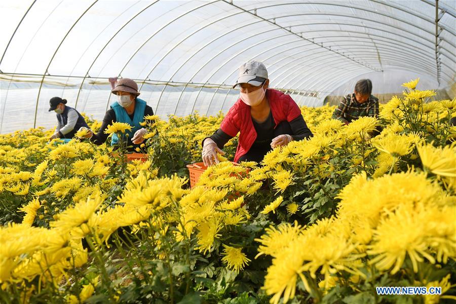 CHINA-HEBEI-CHRYSANTHEMUM PLANTING (CN)