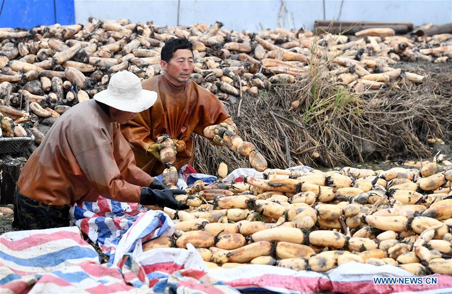 CHINA-ANHUI-LOTUS ROOT-HARVEST (CN)