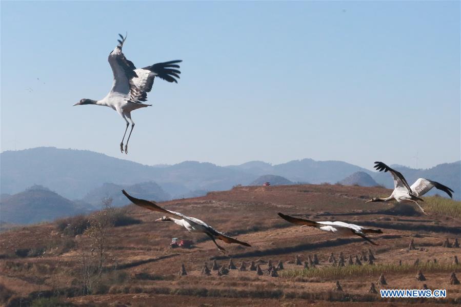 CHINA-GUIZHOU-WEINING-NATURE RESERVE-BLACK-NECKED CRANE (CN)